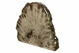 Free-Standing, Petoskey Stone (Fossil Coral) Section - Michigan #160264-2